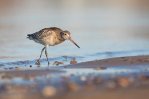 Bar-tailed Godwit, Limosa lapponica, juvenile Bar-tailed Godwit, Limosa lapponica, juvenile
